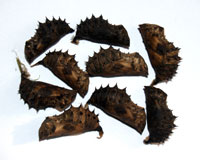 куколки бабочек Hypolimnas bolina